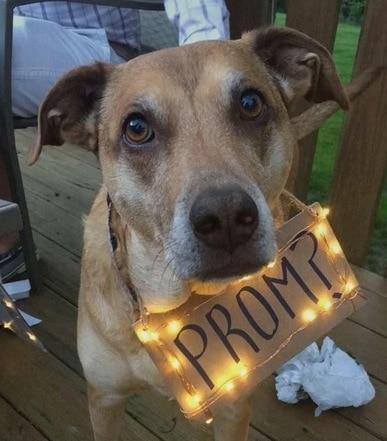 25 cute Promposal or Homecoming invite ideas - Alyce Paris